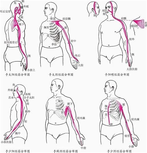 經筋圖|十二经筋高清图解，真人演示，推荐收藏！